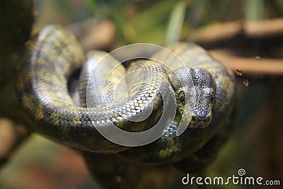 Tangled boa Stock Photo