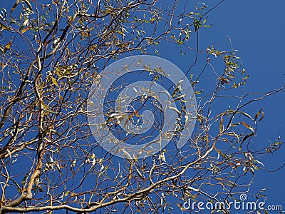 Tangled branches of a spring tree on a blue sky, natural blossom leaves Stock Photo