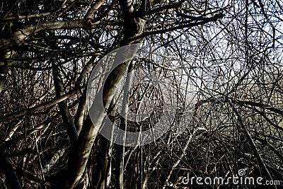 Tangled heap of fig branches without leaves, tangled skittish Stock Photo