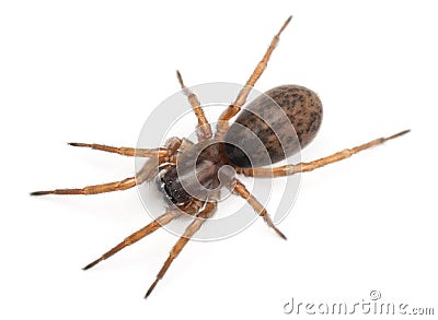 Tangled nest spider, Night spider or Hacklemesh weaver, Coelotes terrestris Stock Photo