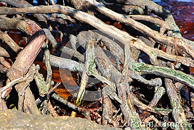 Tangled roots Stock Photo