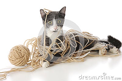 Tangled-Up Kitty Stock Photo