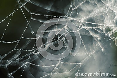 Tangled web, drops of water Stock Photo