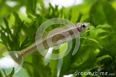 Tanichthys albonubes - aquarium fish Stock Photo
