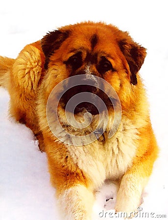 Tank, Great Pyrenees and Saint Bernard Stock Photo