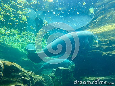 The tank with Manatee eating and swimming around at Seaworld in Orlando, FL Editorial Stock Photo