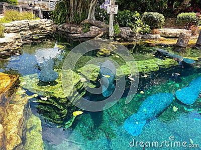 The tank with Manatee eating and swimming around at Seaworld in Orlando, FL Editorial Stock Photo