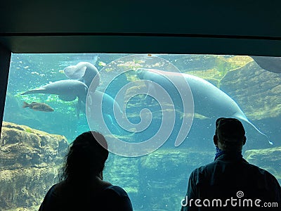 The tank with Manatee eating and swimming around with the silhouette of two people at Seaworld Editorial Stock Photo