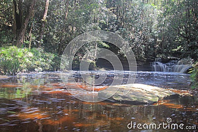 Tannin river in Maliau Basin. Stock Photo