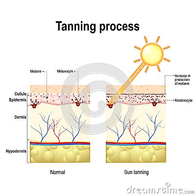 Tanning process. Skin. Human anatomy Vector Illustration