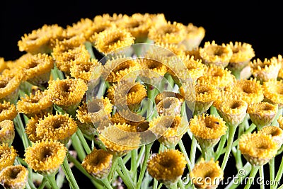 Tansy Stock Photo