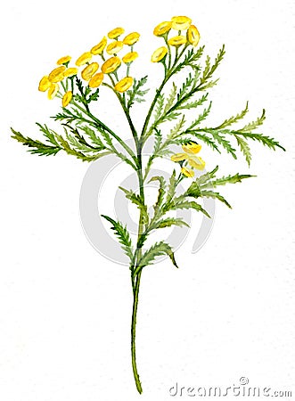 Tansy Stock Photo