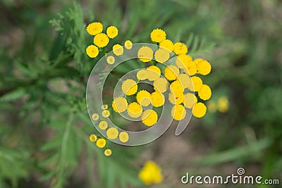 Tansy, bitter buttons, cow bitter yellow flowers closeup selective focus Stock Photo