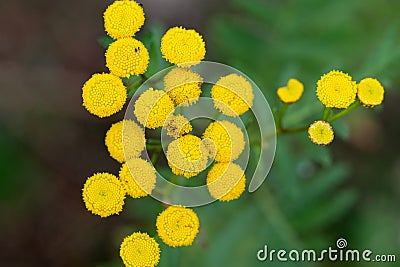 Tansy, bitter buttons, cow bitter yellow flowers closeup selective focus Stock Photo