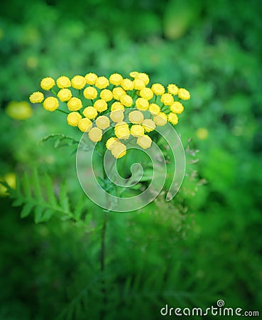 Tansy Stock Photo