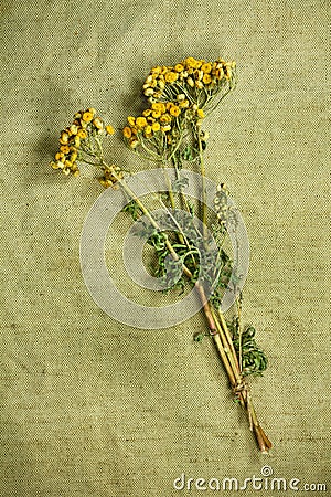 Tansy.Dried herbs. Herbal medicine, phytotherapy medicinal herbs Stock Photo