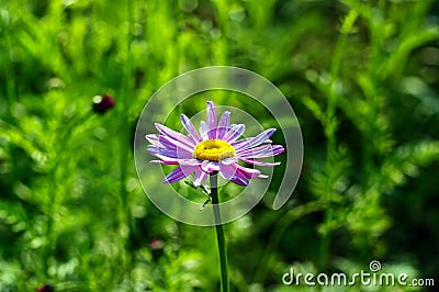 tansy flower in the garden Stock Photo