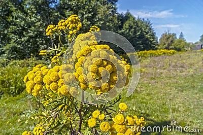 Tansy flower, meadow grass Stock Photo