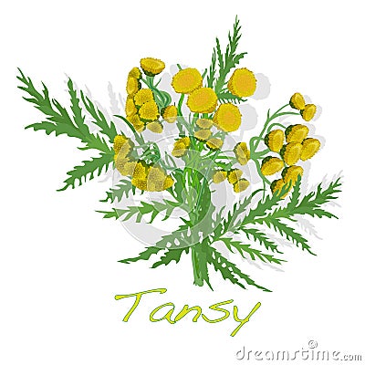 Tansy herb vector illustration Vector Illustration