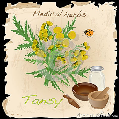 Tansy herb vector illustration Vector Illustration