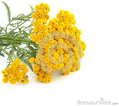 Tansy Stock Photo