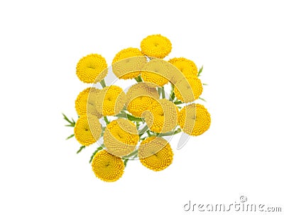 Tansy macro Stock Photo