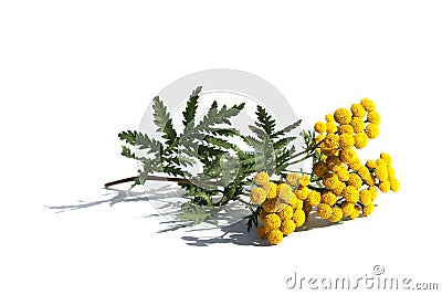 One branch of blooming tansy lies on a white isolated background. Stock Photo