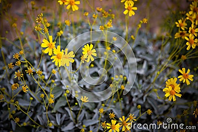 Tansy Ragwort Flower Stock Photo