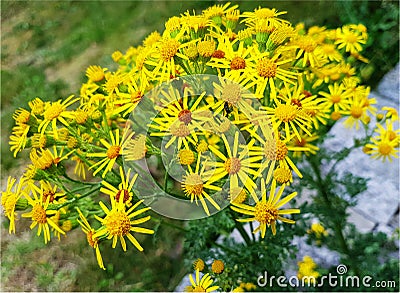 Tansy Ragwort - a poisonous flower when eaten by horses or cows Stock Photo