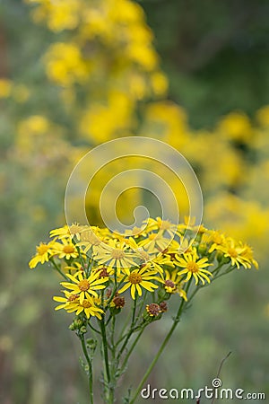 Common ragwort Jacobaea vulgaris, yellow flowers Stock Photo