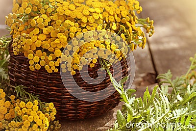 Tansy Tanacetum - perennial herbaceous plants Compositae Asteraceae . Herbs harvesting of medicinal raw materials Stock Photo