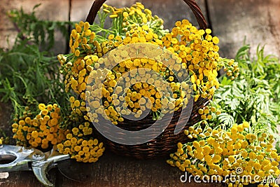 Tansy Tanacetum - perennial herbaceous plants Compositae Asteraceae . Herbs harvesting of medicinal raw materials Stock Photo