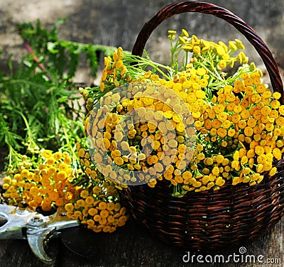 Tansy Tanacetum - perennial herbaceous plants Compositae Asteraceae . Herbs harvesting of medicinal raw materials Stock Photo