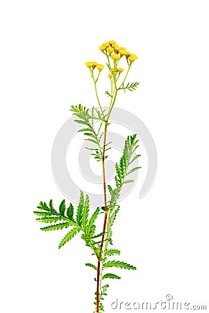 Tansy (Tanacetum vulgare) isolated on white Stock Photo