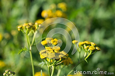 Tansy Tanacetum vulgare yellow flowers macro Stock Photo