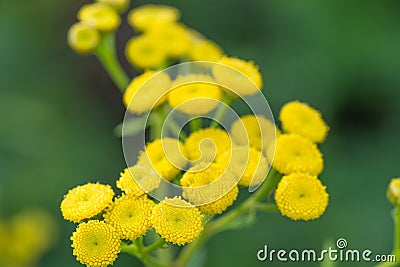 Tansy Tanacetum vulgare yellow flowers macro Stock Photo