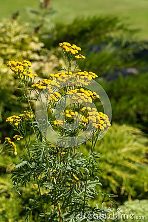 Tansy Stock Photo