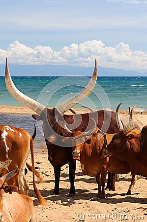 Tanzania Stock Photo