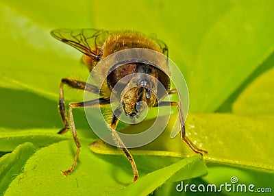 Tapered Drone Fly - Eristalis pertinax, Worcestershire, England. Stock Photo