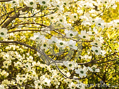Tapestry of White Dogwood Blossoms Stock Photo