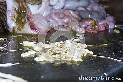 Tapeworm on a dissection table Stock Photo