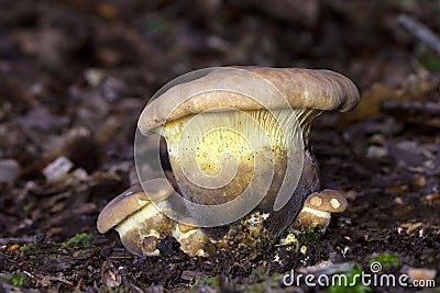 Tapinella atrotomentosa commonly known as the velvet roll-rim is a species of fungus in the family Tapinellaceae. Stock Photo