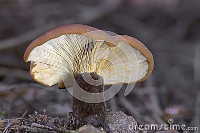 Tapinella atrotomentosa commonly known as the velvet roll-rim is a species of fungus in the family Tapinellaceae Stock Photo