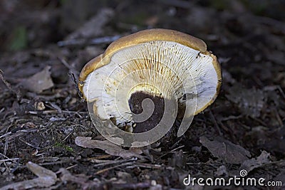Tapinella atrotomentosa commonly known as the velvet roll-rim is a species of fungus in the family Tapinellaceae. Stock Photo