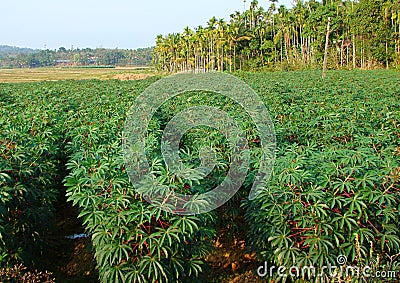 Tapioca - Cassava - Plantation in Kerala, India Stock Photo