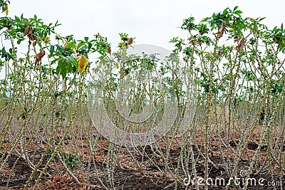 Tapioca farm plant Stock Photo