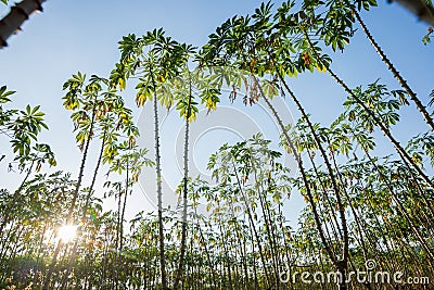 Tapioca farm, potato farm, tapioca plantation growth. farm, and agriculture vegetable concept Stock Photo