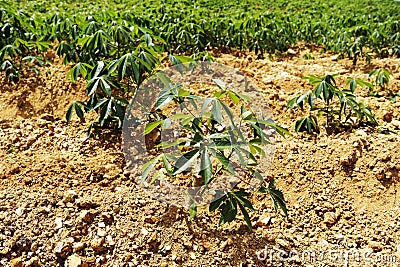 Tapioca fields on natural background. Grow cassava. Season of planting cassava. Mixed garden between cassava Stock Photo