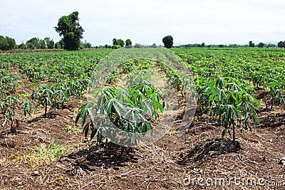 Tapioca garden Stock Photo