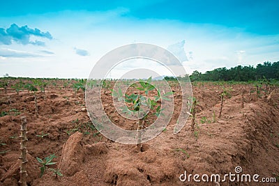 Tapioca tree in garden Stock Photo